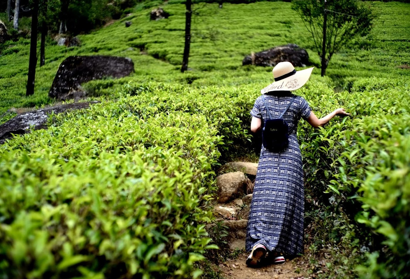 Damro Tea Garden at Ramboda Damro Tea Garden at Ramboda