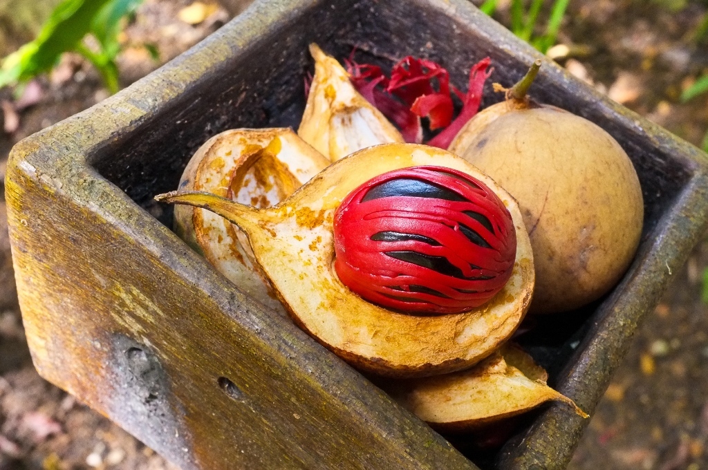 Nutmeg Herbal Plant at Mawanalla Spicy Garden Nutmeg Herbal Plant at Mawanalla Spicy Garden