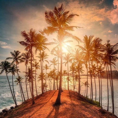 Evening Sunset at Mirissa Coconut Tree Hill Evening Sunset at Mirissa Coconut Tree Hill