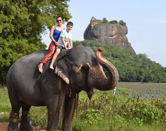Elephant Ride at Sigiriya Elephant Ride at Sigiriya
