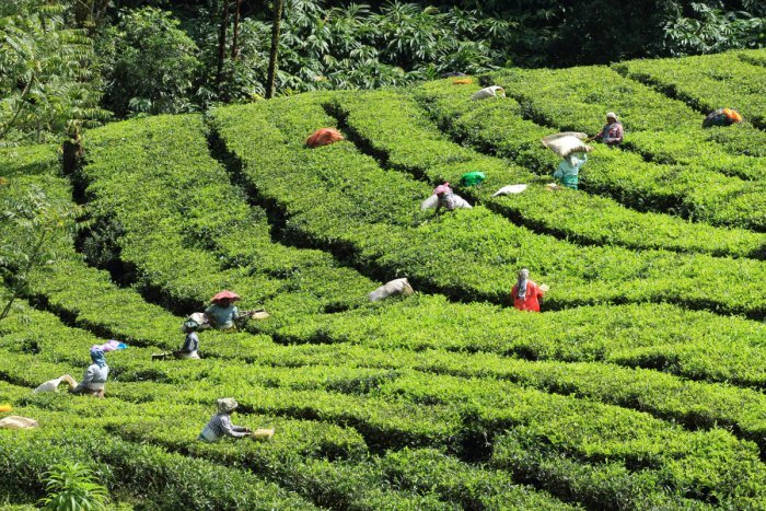 Tea Garden at Nuwara Eliya Tea Garden at Nuwara Eliya