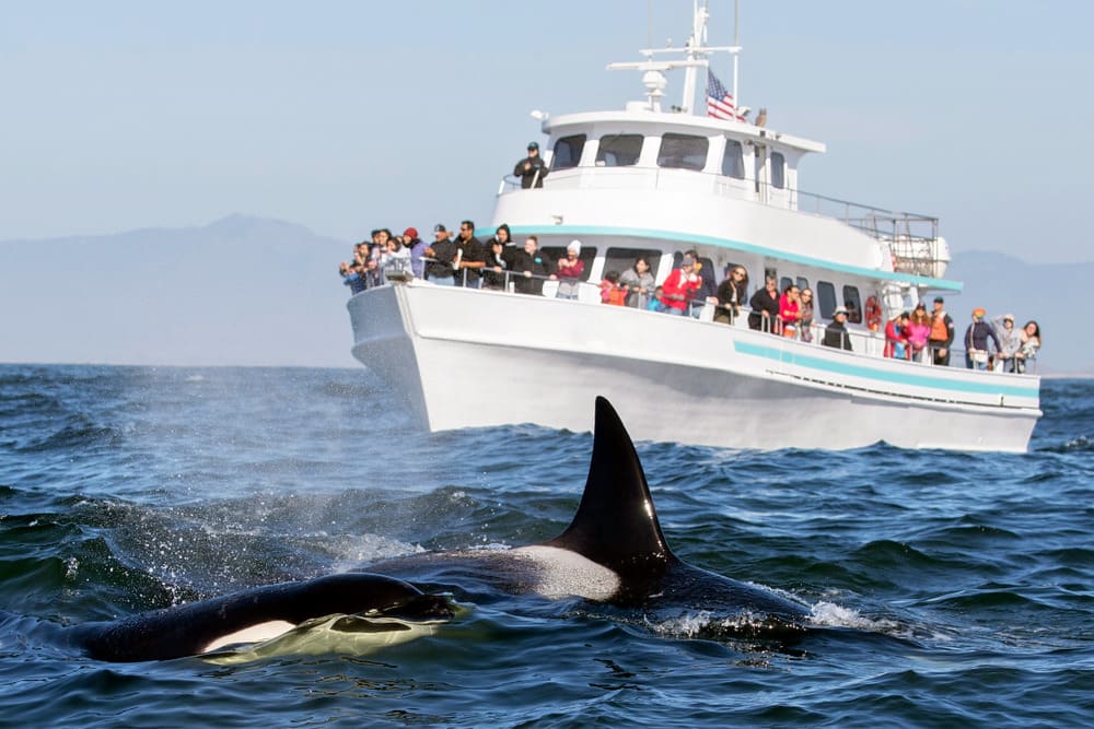 Biggest Animals in whale and dolphin the world and Mirissa is the best place for watching Biggest Animals in whale and dolphin the world and Mirissa is the best place for watching