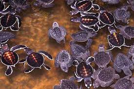 Turtle Hatchery in Galle Turtle Hatchery in Galle