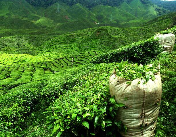 Green Tea Plantation at Nuwara Eliya Green Tea Plantation at Nuwara Eliya