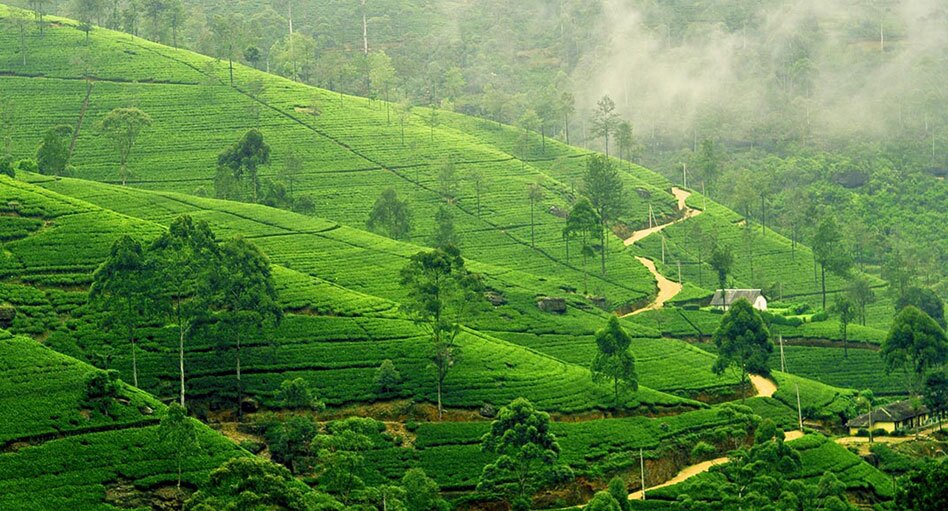 Tea Plantation at Nuwara Eliya Tea Plantation at Nuwara Eliya