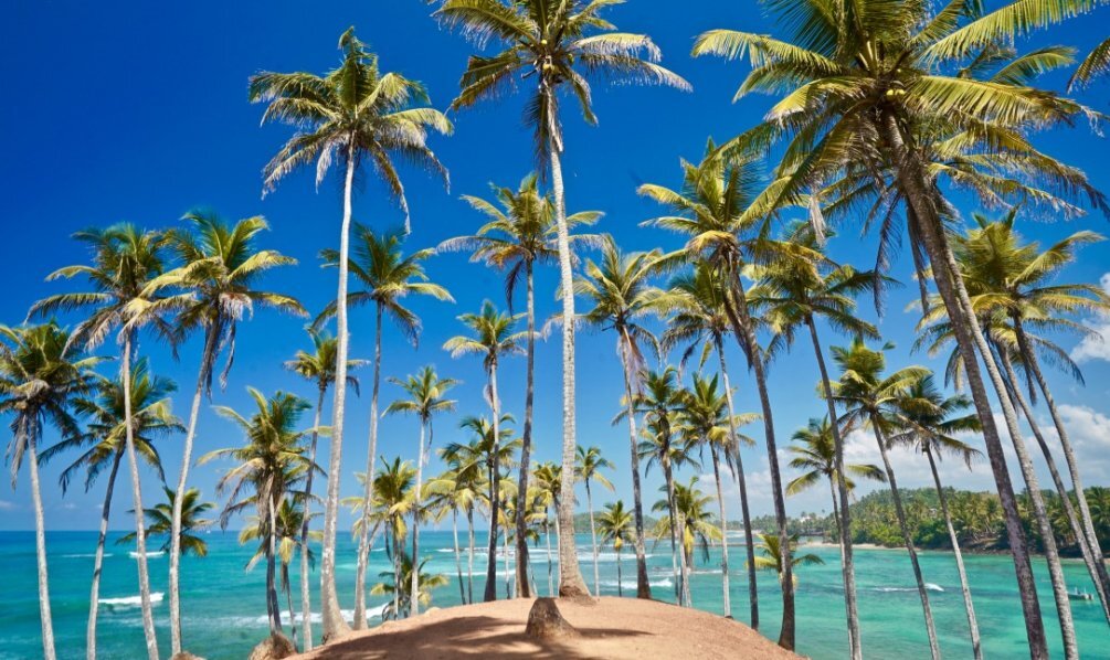 Coconut Tree Hill Coconut Tree Hill