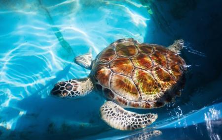 Sea Turtle at Kosgoda Sea Turtle at Kosgoda