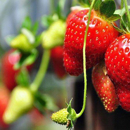 freshly picked strawberries at Nuwara Eliya freshly picked strawberries at Nuwara Eliya