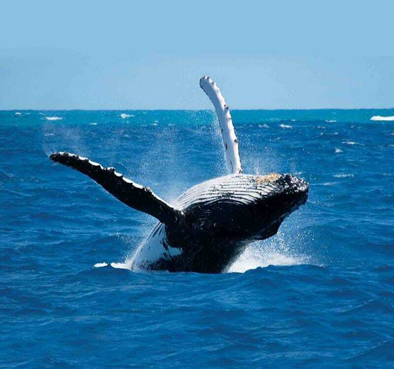 whale and dolphin watching tours whale and dolphin watching tours