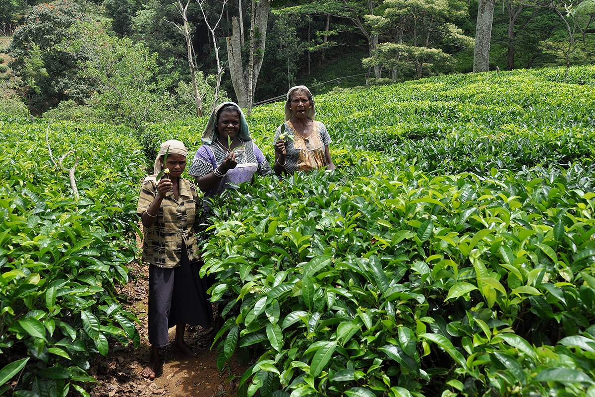 Nuwara Eliya - Posing Tea Pickers