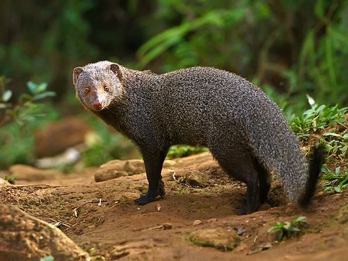 8aa9c81ec62758817787fd1c0343fb94--mongoose-forest-animals