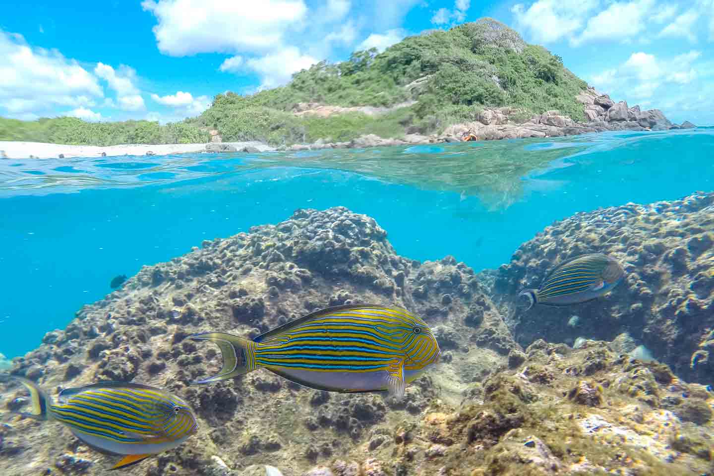 Best-of-Sri-Lanka-piegon-Island-Trincomalee-Snorkeling-National-Park-1