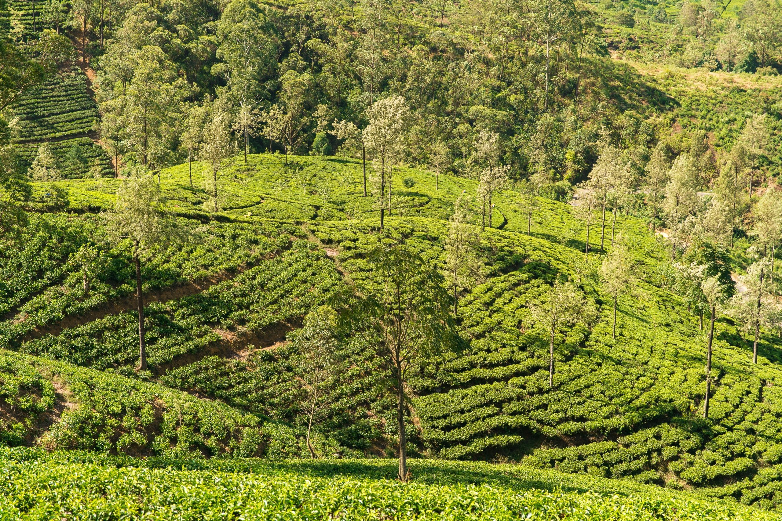 Pedro-Tea-Estate