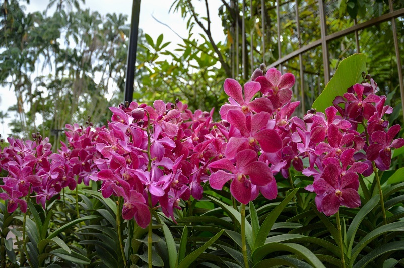 Singapore_Orchids_Pink