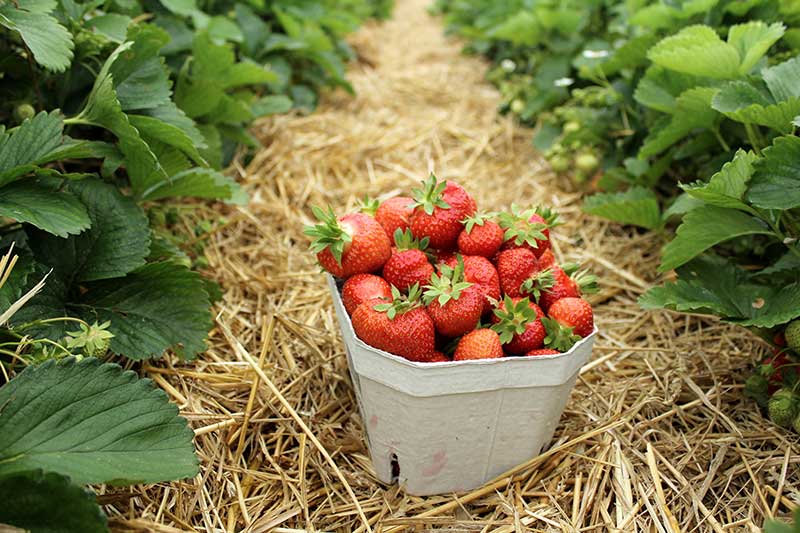 Strawberry-Fields-002-credit-Twenty20