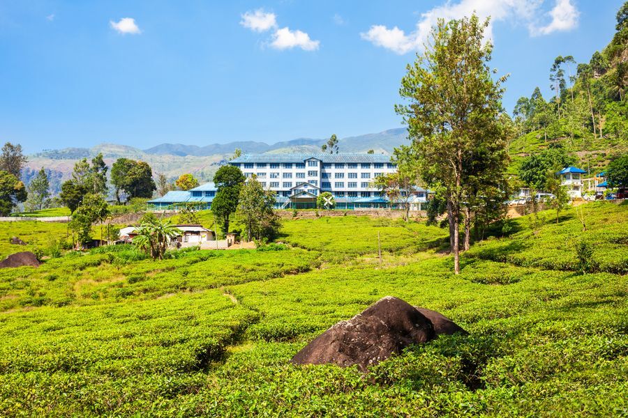 Tea factory