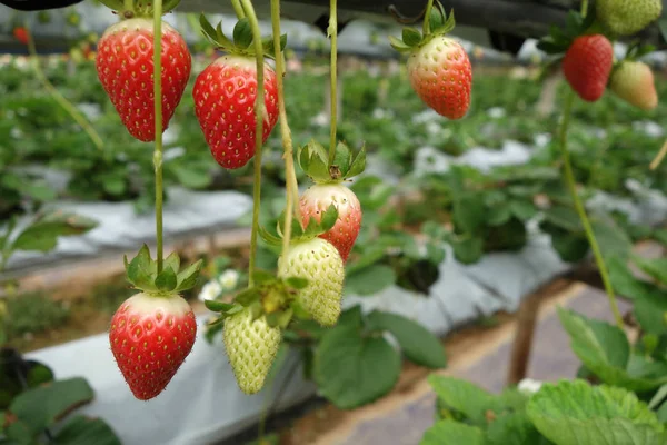 depositphotos_142383364-stock-photo-fresh-strawberries-that-are-grown