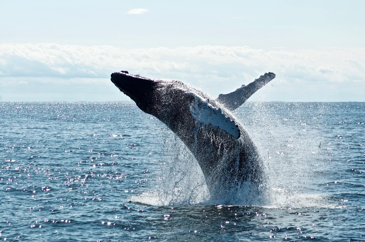 Whale & Dolphin Watching at Mirissa Whale & Dolphin Watching at Mirissa