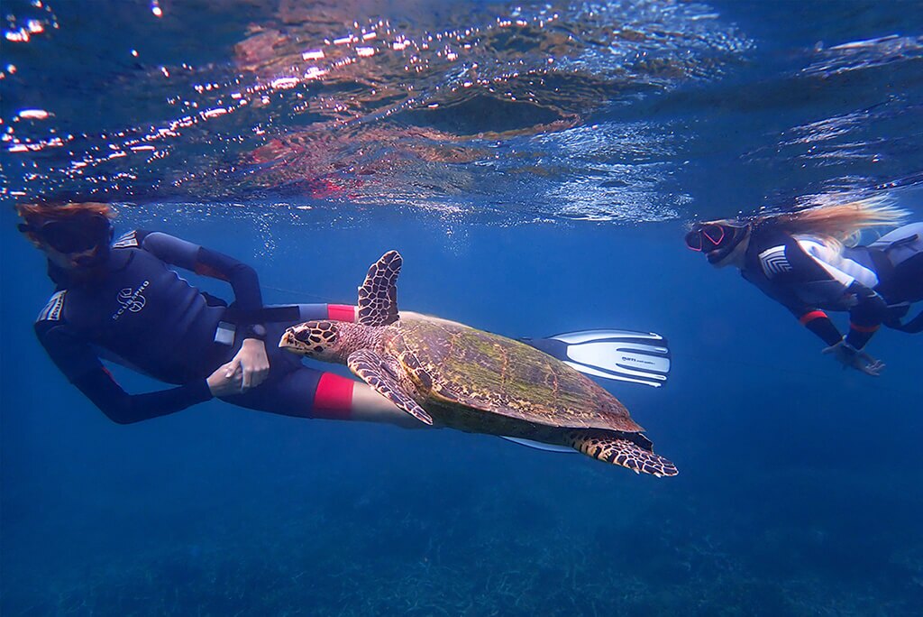 snorkeling-on-pigeon-island-with-turtles