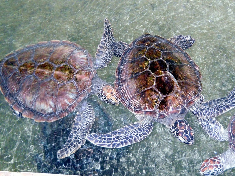 116283143Kosgoda_turtle_hatchery
