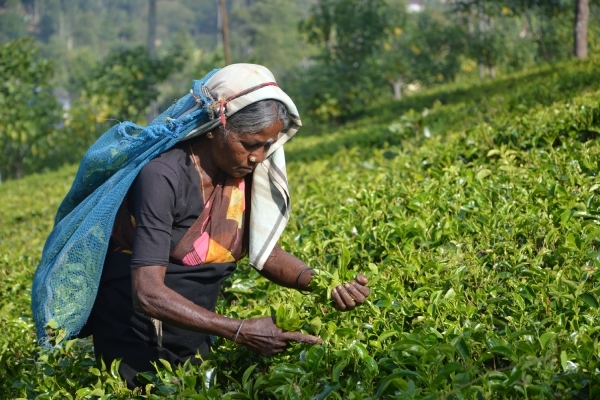 Handunugoda-Tea-Estate