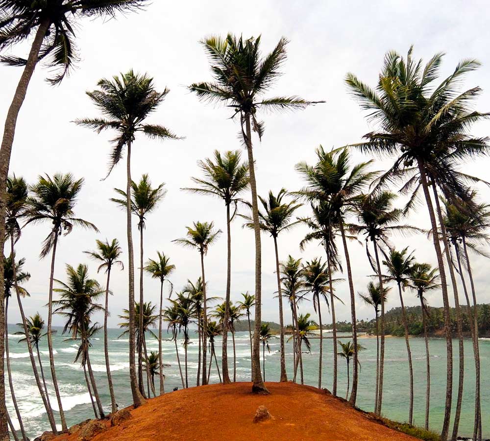 MIRISSA-coconut-tree-hill-1000