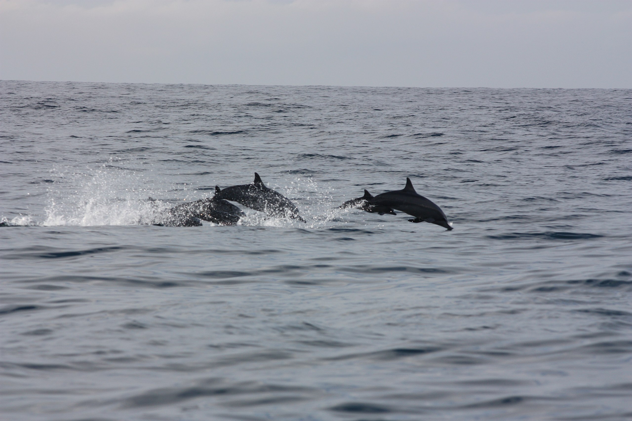 Mirissa,_whale_watching,_dolphins_(6782232766)