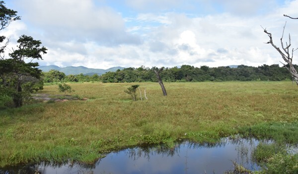 Wasgamuwa-National-Park-Main-Page-Images-5.1