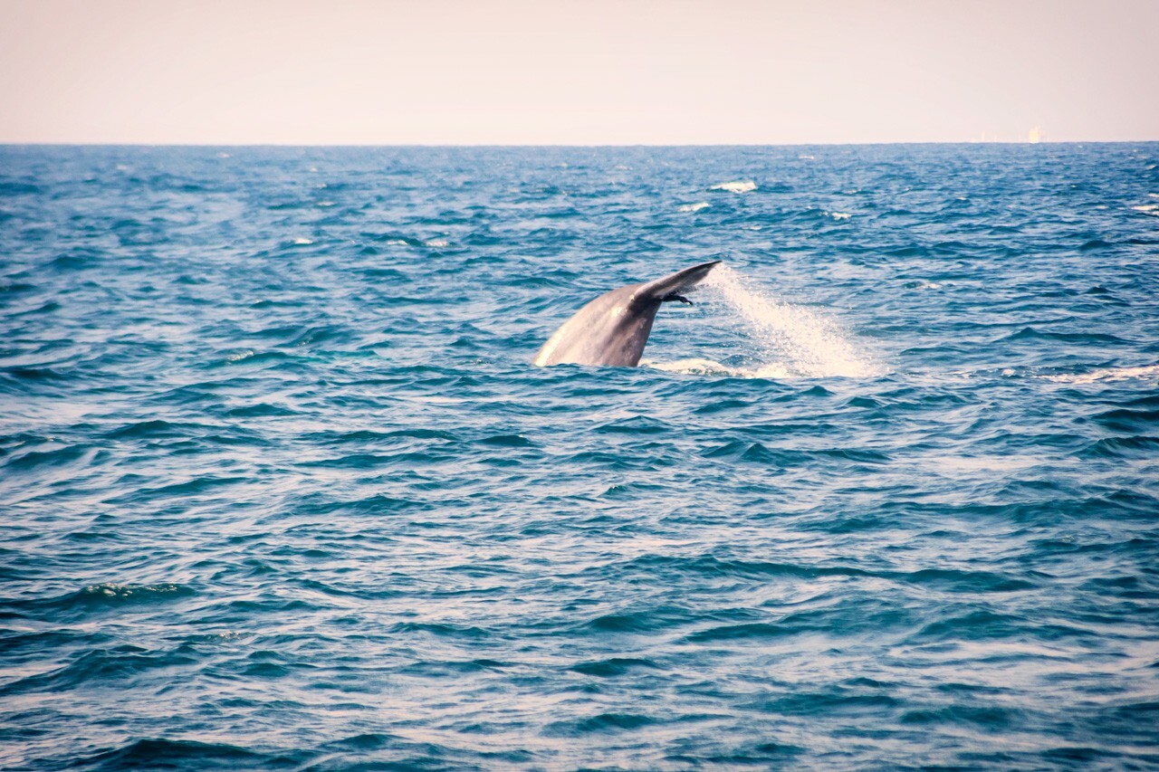 Whale-watching-in-Mirissa-whale-tail-2