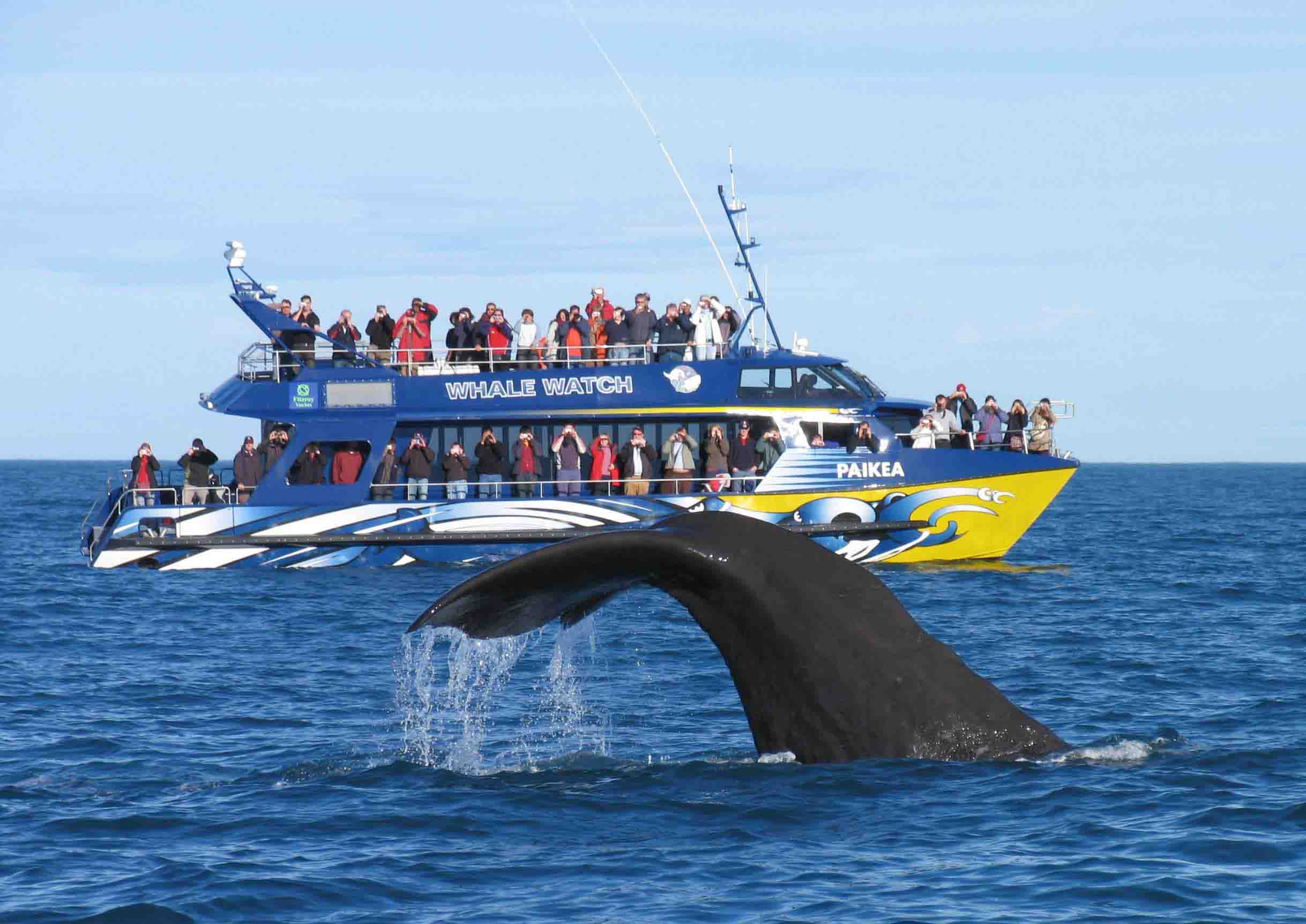 Whale watching