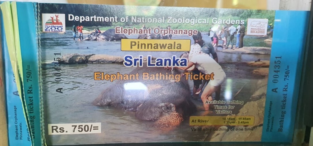Pinnawala elephant orphanage elephant bathing event ticket Pinnawala elephant orphanage elephant bathing event ticket