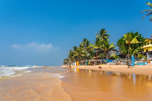 istockphoto-1376478185-612x612 baby turtules going to ahungalla beach