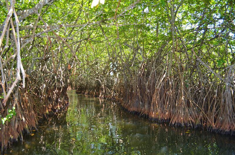 mangroves-madu-ganga-river-sri-lanka-mangroves-madu-ganga-river-sri-lanka-231646920