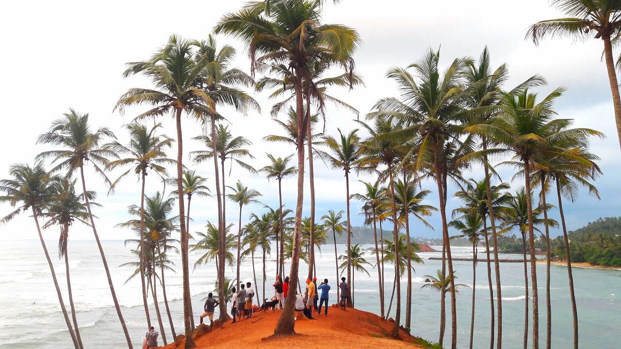 mirissa-coconut-tree Flying Ravana at Ella