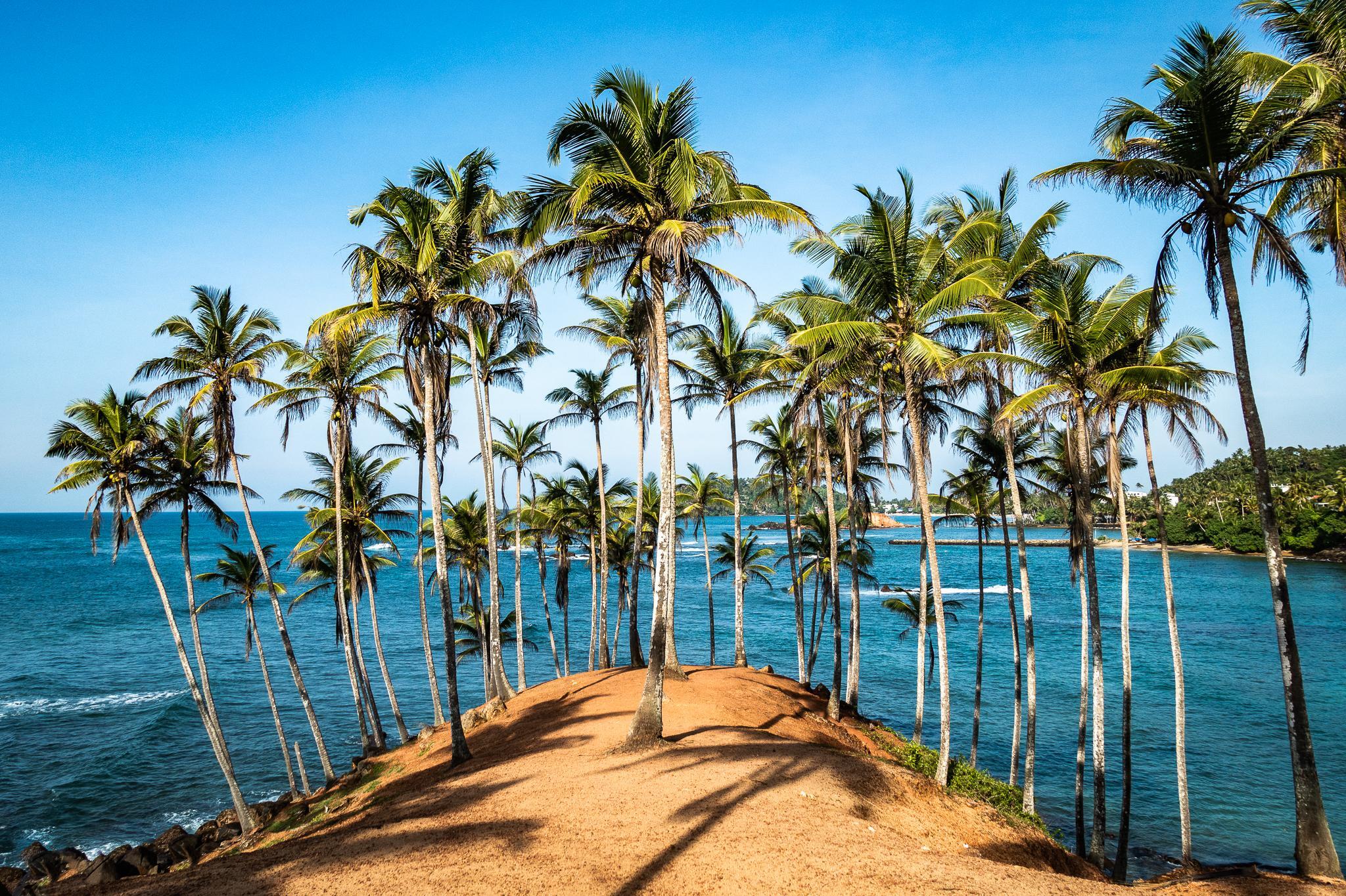 Coconut Tree Hill Coconut Tree Hill