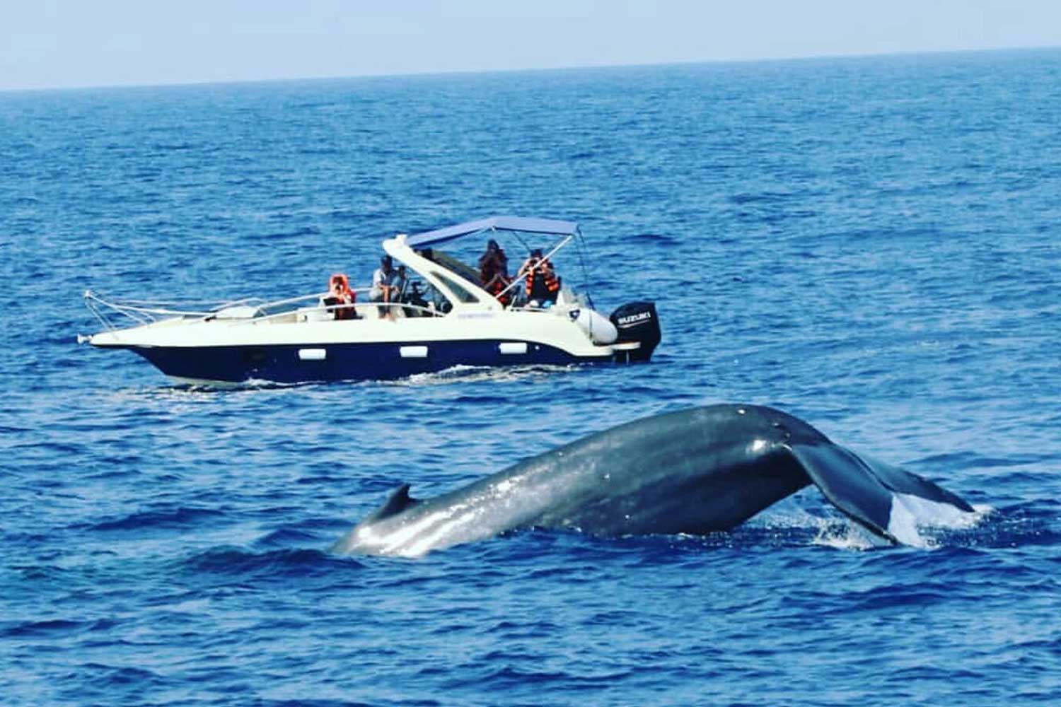 whale-watching-mini-gal-dtp-02