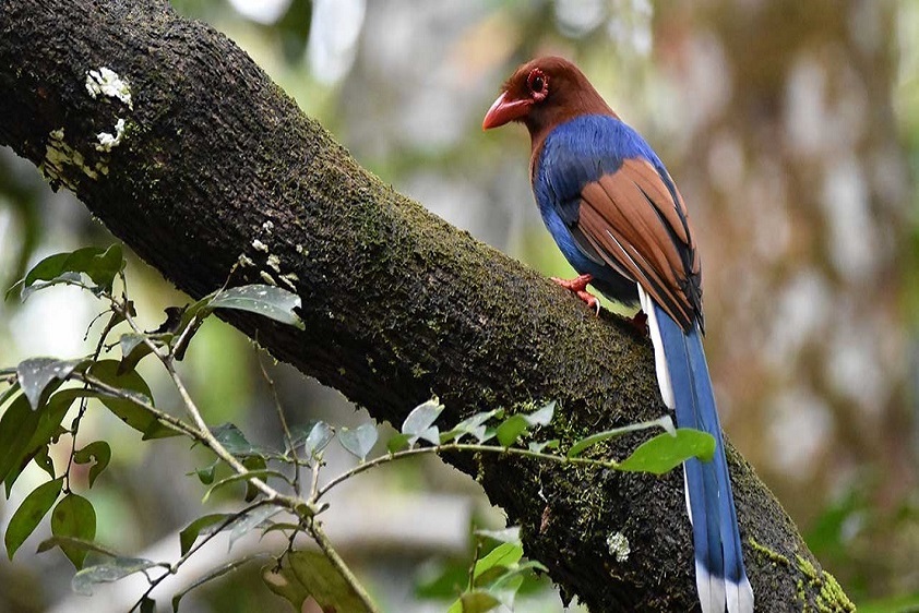 wildlife-in-sri-lanka