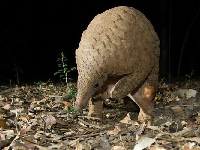 pangolin in pophams pangolin in pophams
