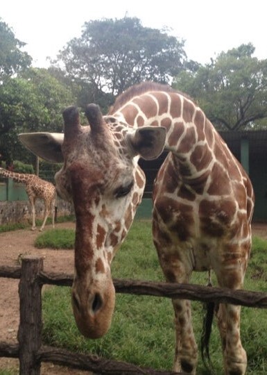 giraffe dehiwala zoo giraffe dehiwala zoo
