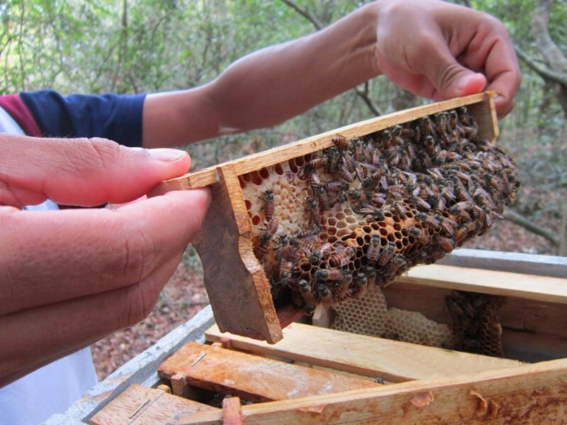 bees in pophams bees in pophams