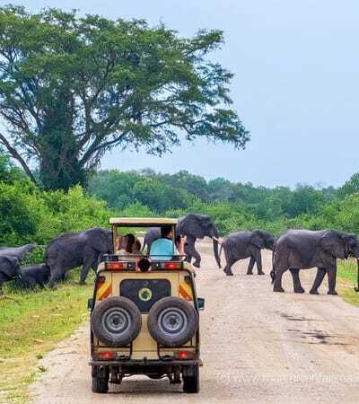 1558512267_elephants-murchison.jpg