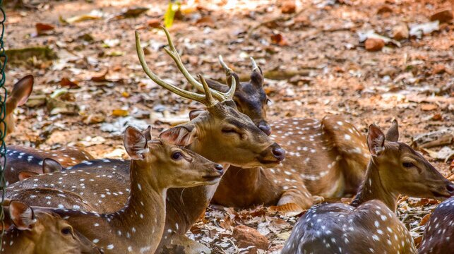 pinnawala zoo deers deers in pinnawala zoo