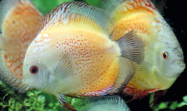 dehiwala zoo aquarium dehiwala zoo aquarium