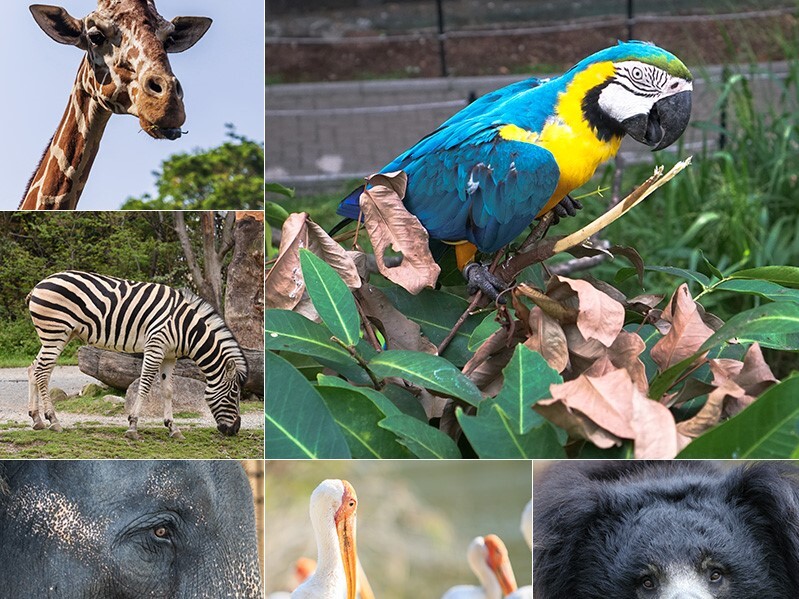 dehiwala zoo photo dehiwala zoo photo