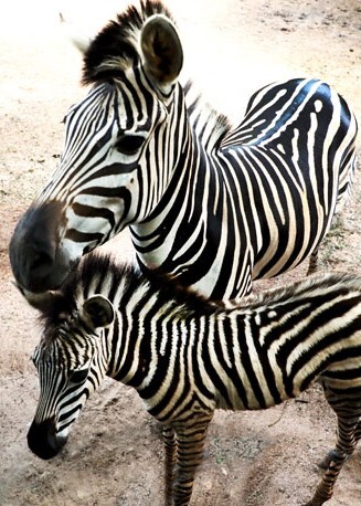 zeebra dehiwala zoo zeebra dehiwala zoo