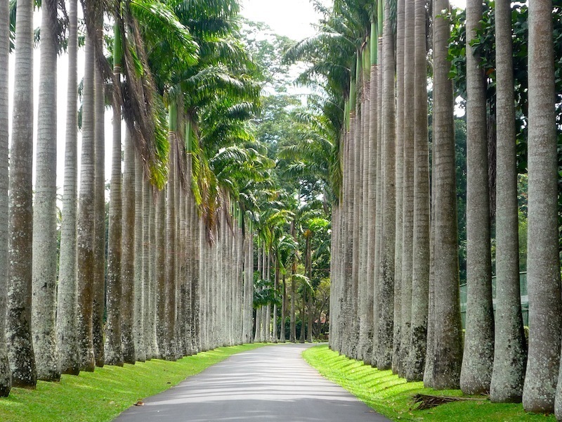 Cabbage-Palm-Avenue