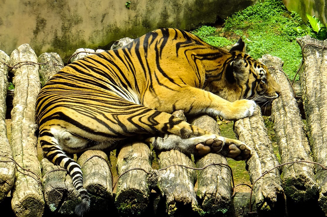 cat family tiger dehiwala zoo tiger in dehiwala zoo