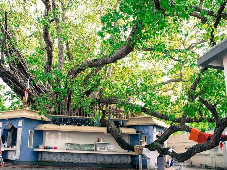 Kalutara Bo tree Kalutara Bodiya new photo