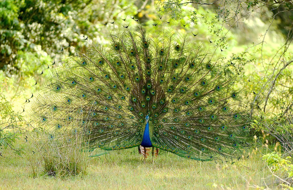 Dancing_peacock_at_Wilpattu_national_park