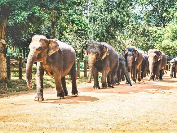 Pinnawala Elephant Orphanage Fish Market at Negombo